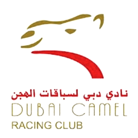 DUBAI CAMEL